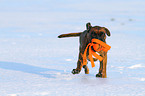 playing German Boxer