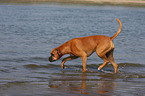 bathing German Boxer