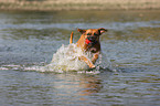 playing German Boxer