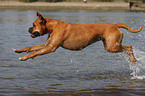 running German Boxer