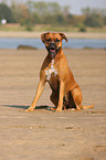 sitting German Boxer