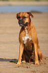 sitting German Boxer