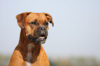 German Boxer Portrait