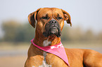 German Boxer Portrait