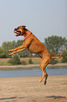 jumping German Boxer