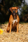 sitting German Boxer