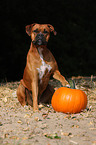 sitting German Boxer