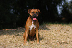 sitting German Boxer