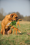 German Boxer with carrots