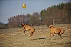 playing German Boxer