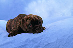 German Boxer Puppy