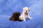 German Boxer Puppies