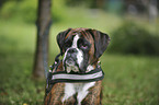 German Boxer Portrait