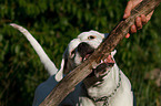 German Boxer Portrait