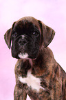 German Boxer Puppy