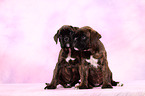 German Boxer Puppies