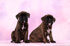 German Boxer Puppies