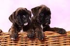 German Boxer Puppies