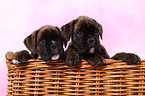 German Boxer Puppies