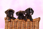 German Boxer Puppies