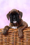 German Boxer Puppy