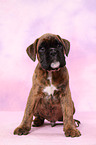 German Boxer Puppy