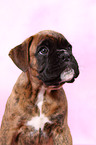 German Boxer Puppy