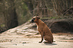 sitting German Boxer