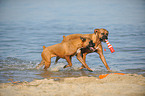 2 playing German Boxer