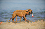 2 playing German Boxer