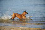 running German Boxer