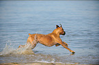 running German Boxer