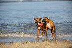 2 playing German Boxer