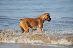 bathing German Boxer