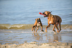 2 playing German Boxer