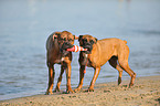 2 playing German Boxer