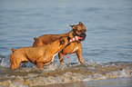 2 playing German Boxer