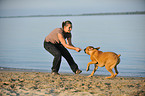 woman plays with German Boxer