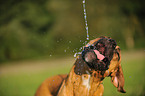 German Boxer Portrait