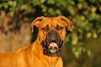 German Boxer Portrait