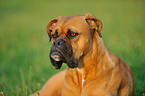 German Boxer Portrait