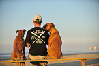 man and 2 German Boxer