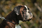 German Boxer Portrait