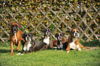 5 German Boxer