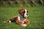 German Boxer Puppy