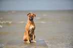 sitting German Boxer