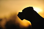 German Boxer Portrait