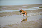 running German Boxer