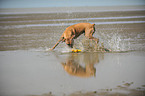 playing German Boxer