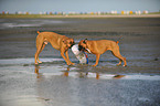 2 playing German Boxer